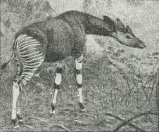Okapi.
