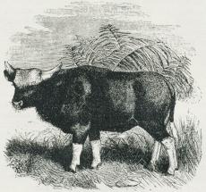 Fig. 1. Gayal (Bos frontalis).