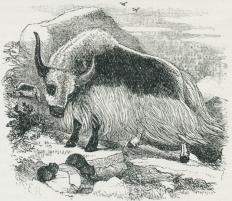 Fig. 2. Jakokse (Bos grunniens).