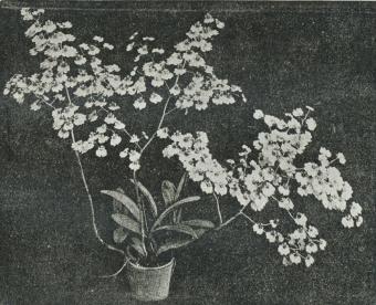 Oncidium varicosum Rogersii.