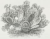 Opuntia Rafinesquii.