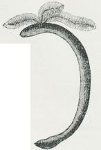 Fig. 1. Larve af<bEpicrium glutinosum.