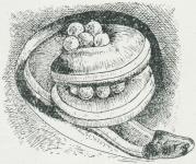 Fig. 2. Ichthyophis glutinosus slynget om Æggene<bi sin Jordhule.