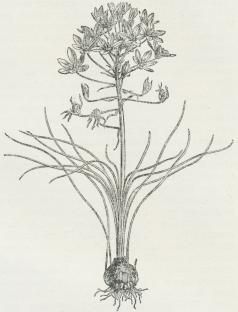 Ornithogalum umbellatum.