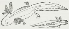 Fig. 1. Salamanderlarver. To Udviklingstrin.