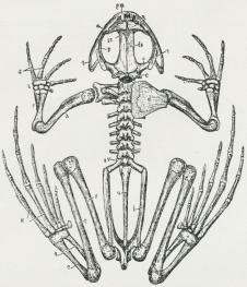 Fig. 3. Skelet af Frø. ac Fodrodsben, d Skulderblad,<be Sidenakkeben, f Laar, fp Pande-Isseben, g<bMellemhaandsben, h Overarmsben, i Hofteben, k<bMellemfodsben, l Haandrodsben, m Overkæbe, n Næseben, o<bFjeldben, p Vingeben, pm Mellemkæbe, q Bikindben, r<bUnderarmsben, s Tindingeben, se Ethmoid, sv<bBækkenhvirvel, t Skinneben, u Haleben.