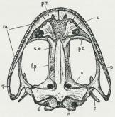 Fig. 4. Hovedskal af Frø, set fra Undersiden, a<bParasphenoid, c Tungebenets øverste Ende, e<bSidenakkeben, fp Pande-Isseben, o Fjeldbenene, m Kæbeben, n<bVomerknogle, p Vingeben, pa Ganeben, pm<bMellemkæbe, q Bikindben, se Ethmoid.