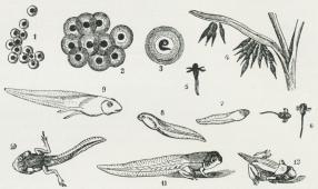 Fig. 5. Forskellige Stadier i Frøens Udvikling. 1 nylig lagte<bÆg, 2 noget ældre Æg, 3 Haletudse endnu i Ægget, 4 nylig<bklækkede Haletudser, 5—6 med ydre Gæller, 7—8 ydre Gæller<bskjulte af Hudfolden og forsvundne, 9 og 10 med Baglemmer,<b11 med Forlemmer, 12 ung Frø med Rester af Halen.