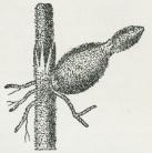 Fig. 1. Equis. arvense. Stykke<baf Rodstokken med Knolde<b(naturlig Størrelse).