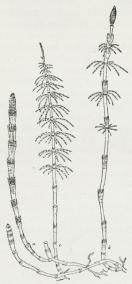Fig. 2. Equis. pratense<b(formindsket).