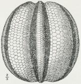 Fig. 2. Melonites multipara.