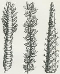 Grene af Kolben af 3 Palmer. Til venstre<bRaphia Ruffia, foroven Han-, forneden Hunblomster.<bI Midten Phoenix spinosa, Hanblomster. Til højre<bGeonoma, Hanblomster, medens Hunblomsterne er<bskjulte i Gruber.