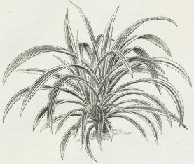 Pandanus javanicus. Pandanus javanicus.