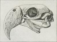 Fig. 1. Kranium af Papegøje.