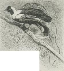 Fig. 1.<bRød Paradisfugl(Paradisea<brubra).