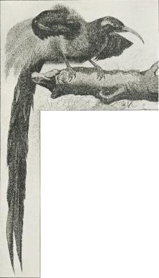 Fig. 4. Falcinellus striatus.