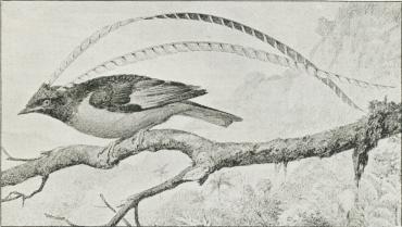 Fig. 5. Vimpelbærer (Pteridophora alberti).