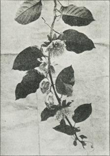 Passiflora quadrangularis.