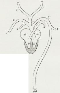 Fig. 2. Hjerte og<bArteriebuer af et<bPattedyr.<ba højre, a’<bvenstre Forkammer,<bao Aorta, s og s’<bArterier til<bForlemmerne, v<bhøjre, v’ venstre<bHjertekammer, 1,<b1’, 2, 2’, 4, 4’<bArteriebuer.
