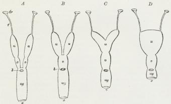 Fig. 3. De Müller’ske Gange og Urogenitalkanalen hos forskellige Pattedyr.<bA hos Pungdyr, B dobbelt, C tohornet, D simpel Uterus, b Udmundingssted<bfor Blæren, o ydre Munding for Urogenitalkanal, t Tubus, tr Tragt, u<bUterus, v Skede.