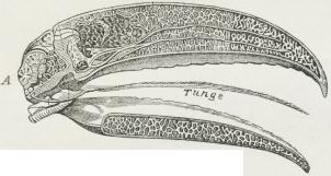 Fig. 1. Længdesnit af Hovedet af en Tukan; i<bMidten ses den penselformede Tunge.