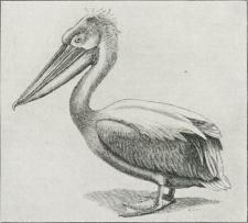 Krøltoppet Pelikan (Pelecanus crispus).
