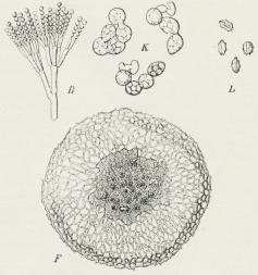 Penselskimmel. B Gren med Konidiebærere og Konidier,<bF Sklerotie med Sporesække, K Sporesække, L Sporer.