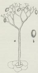 Bedeskimmel (Peronospora<bSchachtii). a Frugthyfe<bmed Knopceller, 200 Gange<bforstørret; b Knopcelle,<b400 Gange forstørret.