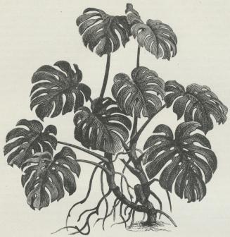 Philodéndron pertusum. Philodéndron pertusum.