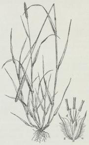 Timothe (Phleum pratense).