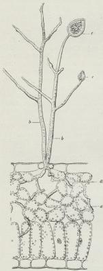 Fig. 3. Kartoffelskimmel.<bTværsnit af et Stykke af et<bKartoffelblad (Undersiden vender opad).<ba a Myceliet, b b 2 Grene med<bKonidier, c c.