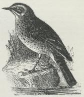 Engpiber (Anthus pratensis).