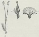 Fig. 4. Selje-Pil. a<bHanblomst, b Hunblomst,<bc opsprungen Kapsel.