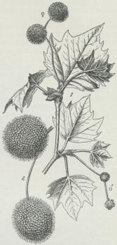 Platanus orientalis.<b1. Foroven Hunblomsterstande;<bforneden til højre<bHanblomsterstande. 2. Frugtstande.