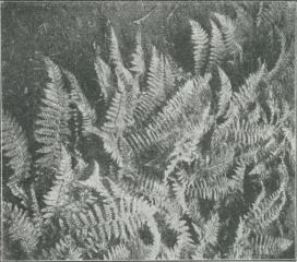 Aspidium.