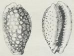 Fig. 2. Porcelænssnegle (Cypræa esontropia). Fig. 2. Porcelænssnegle (Cypræa esontropia).