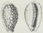 Fig. 2. Porcelænssnegle (Cypræa esontropia).