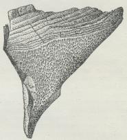 Fig. 1. Frugtlegeme af Polyporus Pini, set fra Siden.<b(Naturlig Størrelse).