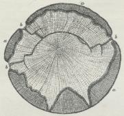 Fig. 2. Snit af en Bøgestamme, angreben af Fyrsvamp.<ba sundt Ved. Inden for den mørke Linie sygt Ved; ved<bb har Myceliet naaet Barken.