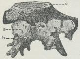 Fig. 3. Rodfordærveren paa Grænsen af Stamme og<bRødder af en Gran. Det hvide Frugtlegeme (a) har<bdannet sig oven paa et ældre (b). Af Veddet er kun<bdet med c betegnet friskt.