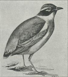 Pitta brachyura.