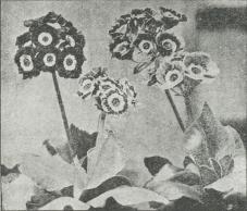 Primula auricula.