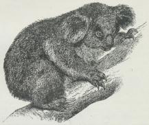 Koala (Phascoluretvs cinereus).