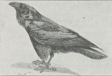 Fig. 1. Ravn (Corvus corax).