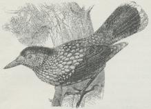 Fig. 6. Nøddekrige (Nucifraga caryocatactes).