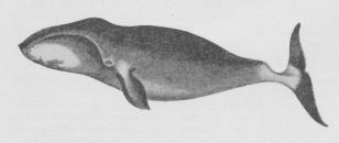 Fig. 1. Grønlandshval (Balæna mysticetus).
