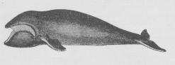 Fig. 2. Sydhavshval (Balæna australis).