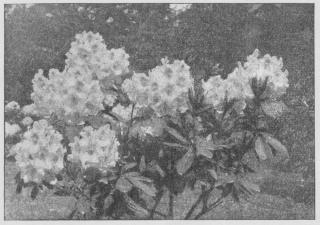 Rhododendron.