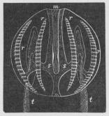 Fig. 1. Ribbegople, m Mund,<bs Straalkarsystemet, r Ribberne,<bt Fangtraade. (I omvendt<bStilling, saaledes at Munden<bvender opad).