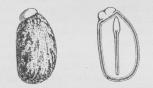 Fig. 2. Frø af Kristpalme, til højre et Længdesnit.